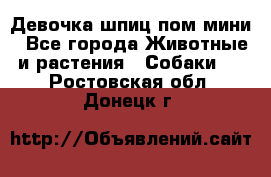 Девочка шпиц пом мини - Все города Животные и растения » Собаки   . Ростовская обл.,Донецк г.